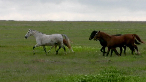 Herd And Steppe Evening