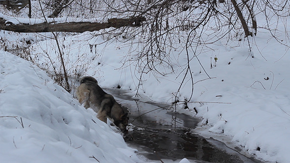 Dog Near Snowy River