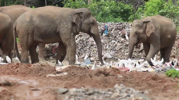 Group of elephants eat trash together in a garbage dump