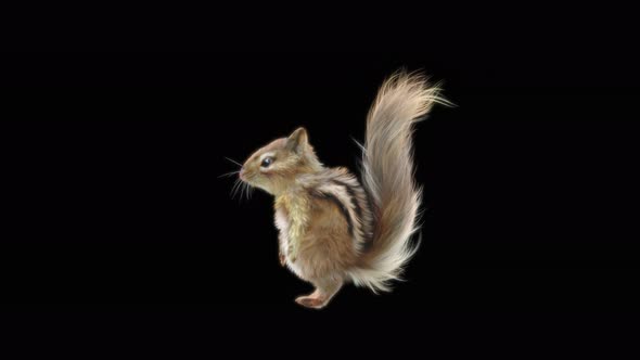 Squirrel Jumping 4K