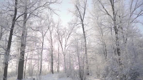 Walk Through the Winter Forest with Snowcovered Trees on a Beautiful Frosty Morning