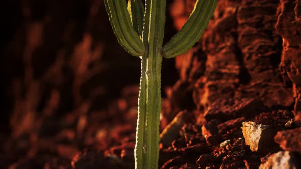 Cactus in the Arizona Desert Near Red Rock Stones