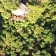 Aerial view from drone of tree house in the forest - VideoHive Item for Sale