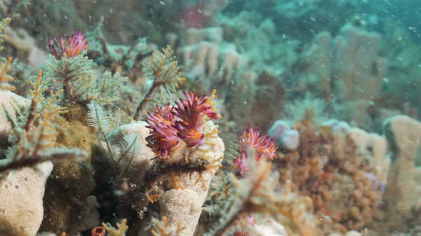 Multiple vibrant pink and purple sea creatures called Nudibranchs on a coral reef. Underwater view