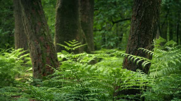 Summer Woodland With Trees Growing Among The Ferns