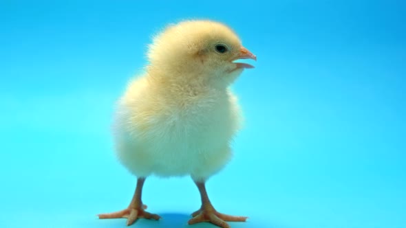 Newborn Poultry Yellow Chicken on Blue Studio Background