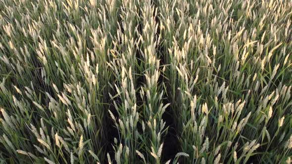 Spikelets of wheat on the field. Rows of grain on the farm. Agro-industry for growing cereals.