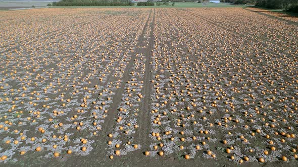 Pumpkin Patch on a Farm Ready for Harvest Aerial Flyover