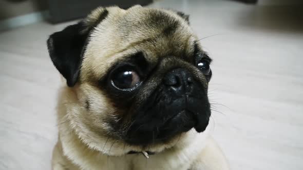 Pug-dog Looking Into Camera and Turns Head