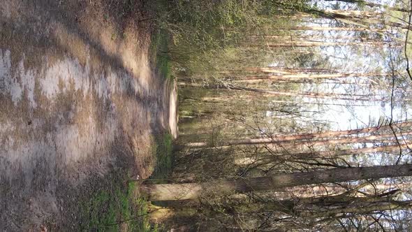 Vertical Video of a Road in the Forest Slow Motion