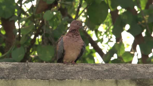 Brown pigeon sitting on a wall