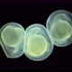 Caviar Fish Under the Microscope the Movement of the Formed Embryo is Noticeable - VideoHive Item for Sale