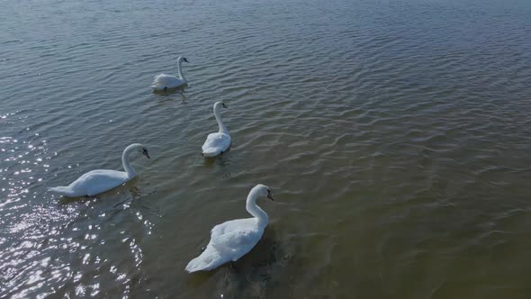 Slow Motion Aerial Filming Drone Flight Around Beautiful Wild White Swans in Lake Waters Lot of