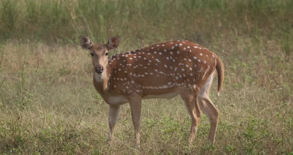 Beautiful Female Chital or Spotted Deer Grazing in Ranthambore National Park, Rajasthan, India