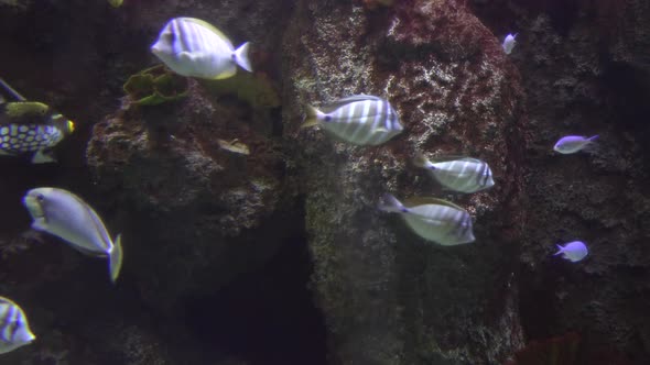 Underwater Tropical Sea Fishes