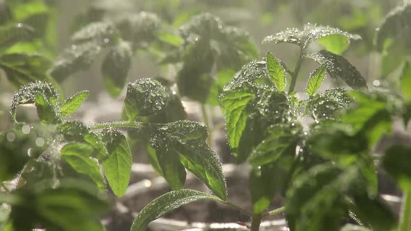 Tomato Seedling Watered