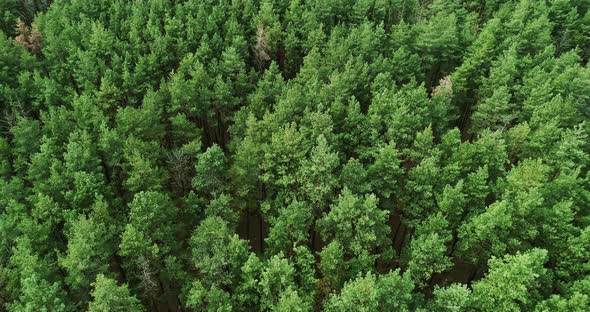 Aerial Forest View Green Landscape Panorama