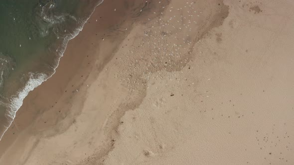 Looking down on birds landing on the beach of Santa Cruz