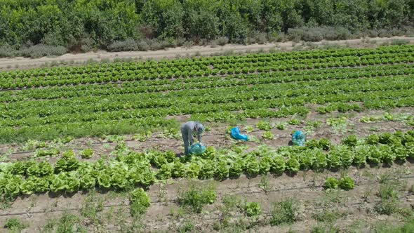 Aerial Shot Of Cabbage Field at Sdot Negev, Israel