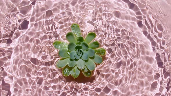 Slow Motion of Falling Green Succulent on Water Surface and Diverging Circles of Water on Pink