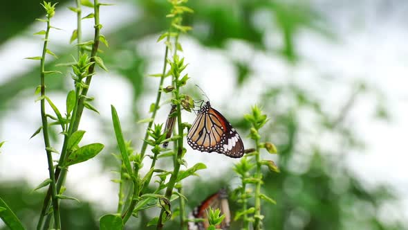 Beautiful butterfly in the tropical rainforest Slow motion Monarch butterfly on flower