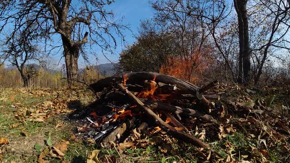 Burning branches on open air space. nature. Super slow motion.