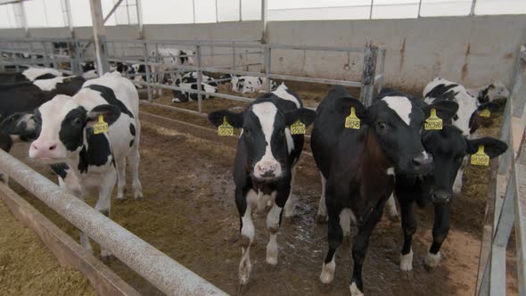 Cute Calves Looking at Camera at Farm