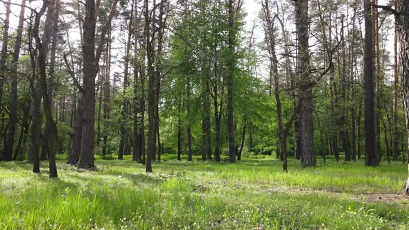 Wild Forest Landscape on a Summer Day