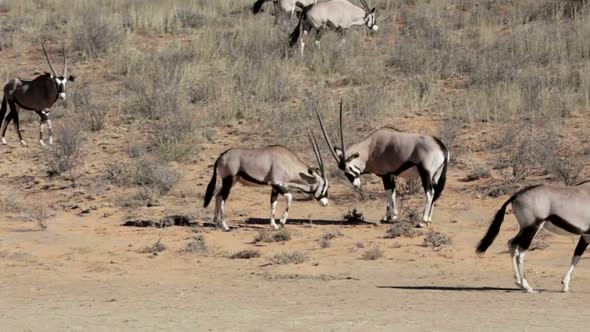 fight between two male Gemsbok, Oryx gazella