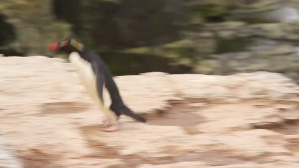 Rockhopper Penguin Falkland Islands