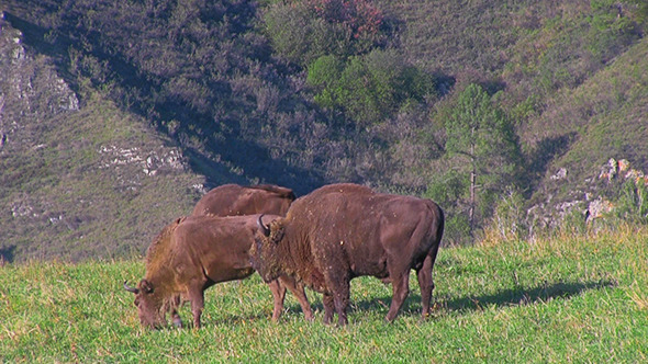 Bison In The Field