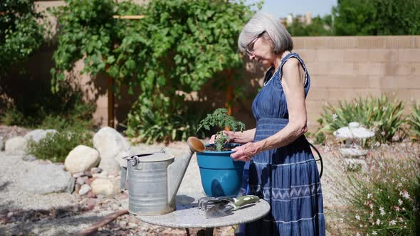 A beautiful old woman gardener of retirement age planting an organic tomato plant in sunshine SLOW M