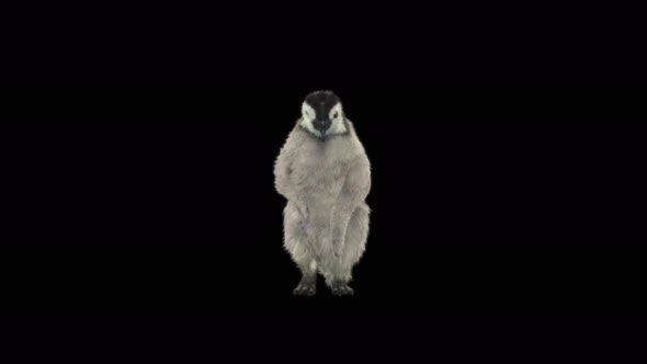 Penguin Dancing 4K