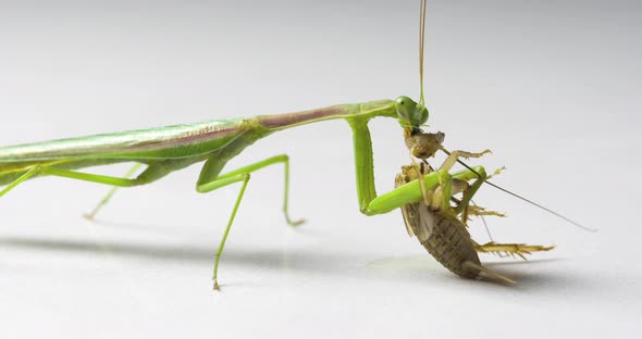 Macro Praying Mantis Eating A Cricket