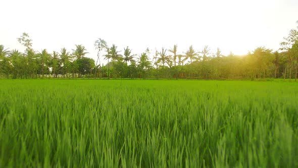 View of beautiful paddy field