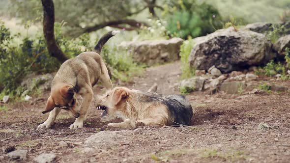 Two Big Dogs Are Playing, Closeup of Young and Happy Dog in Fight