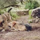 Two Big Dogs Are Playing, Closeup of Young and Happy Dog in Fight - VideoHive Item for Sale