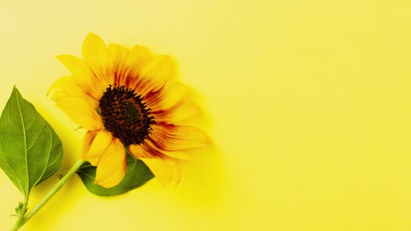 Small Bright Sunflower on a Yellow Background