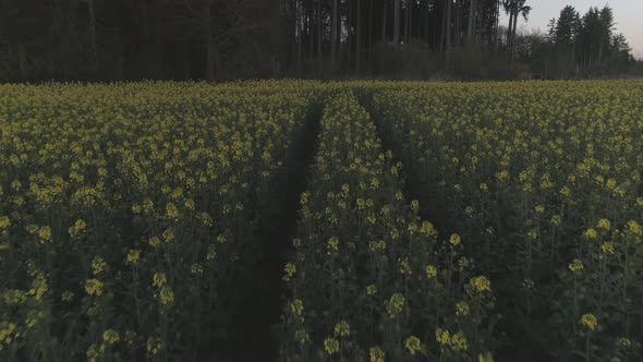 Yellow Flowers On A Field With Drone At Sunset