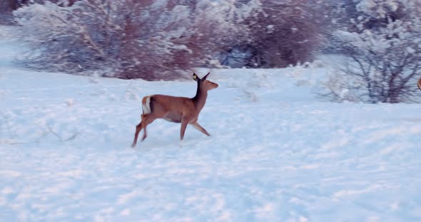 Deer Runs on the Snowy Clearing in Front of the Trees