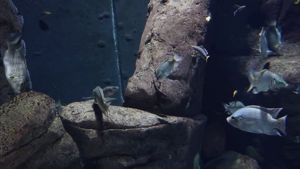 Close-up on floating fish in the water.