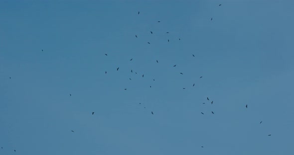 Many eagle fly over the blue sky