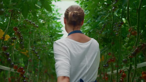 Woman Farm Worker Plantation Tomato Plant Cultivation