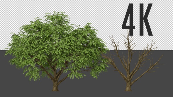 Cornus Tree Growing alt