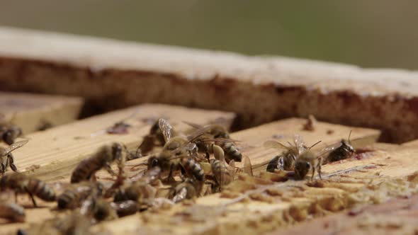 BEEKEEPING - Bees work as frame is put back in the beehive, slow motion close up