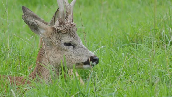 Fallow Deer Is Lying in Grass and Chewing Something. Dama Dama, Ruminant Mammal,