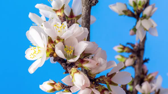 Almond Blossom Time Lapse on Blue