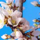 Almond Blossom Time Lapse on Blue - VideoHive Item for Sale