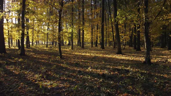 Morning autumn forest. Walk between the trees.