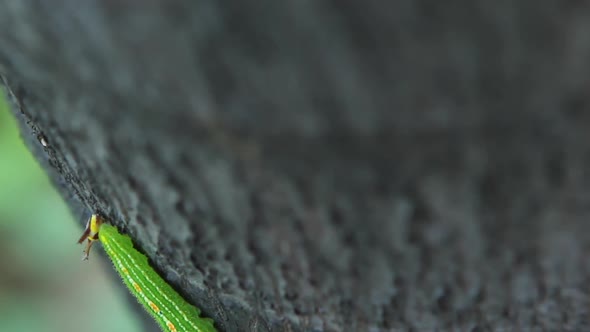 Green caterpillar on tree trunk